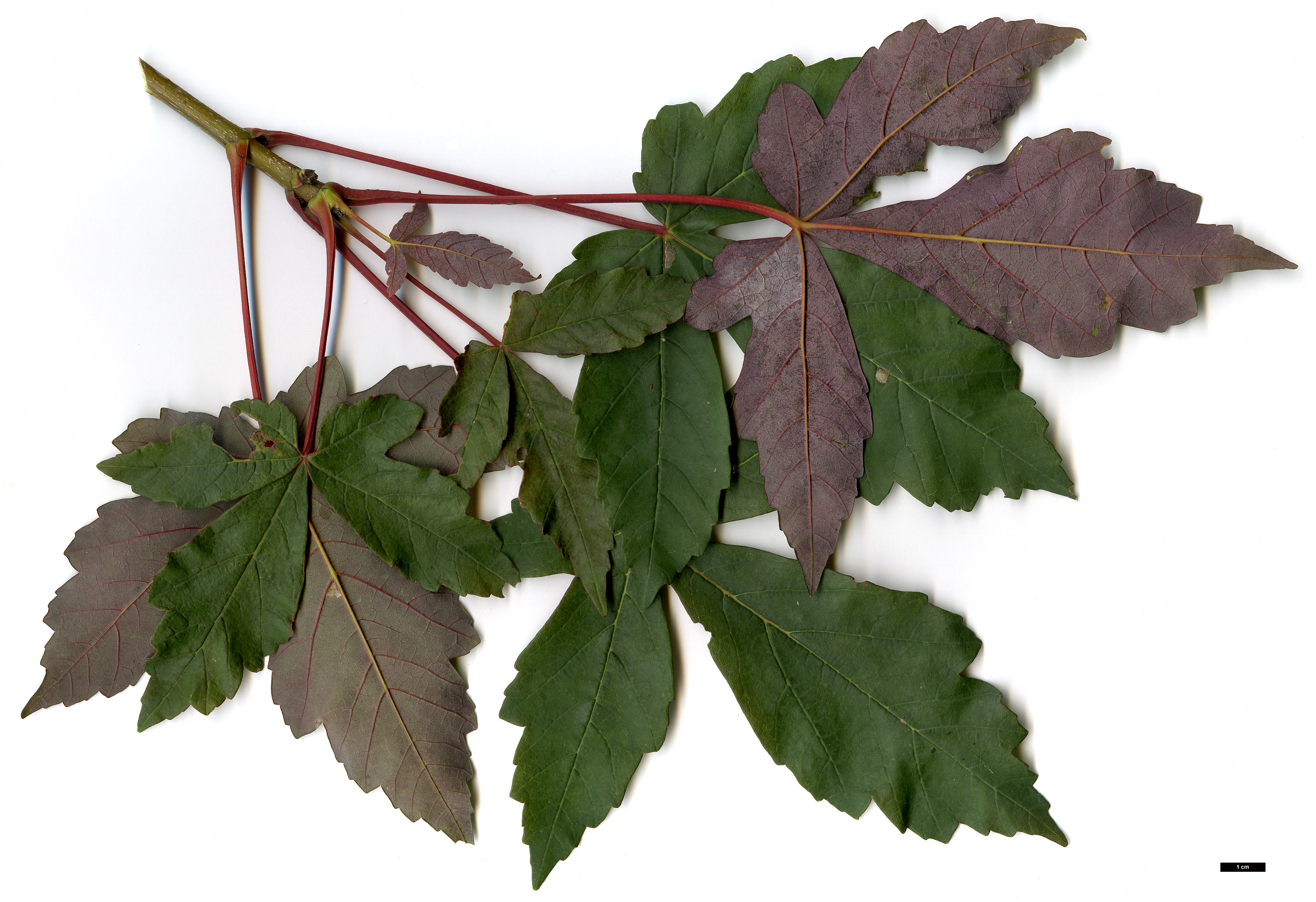 High resolution image: Family: Sapindaceae - Genus: Acer - Taxon: ×pseudoheldreichii (A.heldreichii × A.pseudoplatanus)